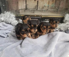 5 pretty Yorkies for rehoming