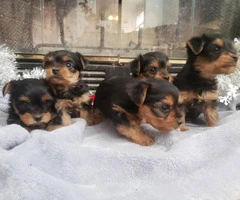 5 pretty Yorkies for rehoming - 2