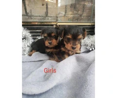 5 pretty Yorkies for rehoming - 3