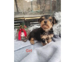 5 pretty Yorkies for rehoming - 4