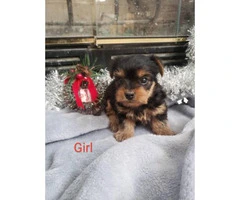 5 pretty Yorkies for rehoming - 5