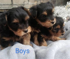 5 pretty Yorkies for rehoming - 6