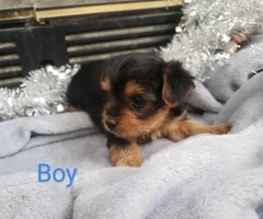 5 pretty Yorkies for rehoming - 7