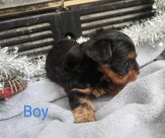 5 pretty Yorkies for rehoming - 8