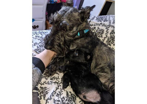 Pure bred Scottish terrier puppies