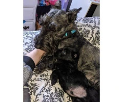 Pure bred Scottish terrier puppies