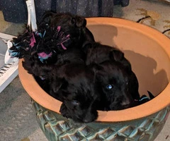 Pure bred Scottish terrier puppies - 2