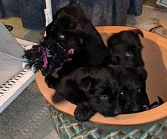 Pure bred Scottish terrier puppies - 3