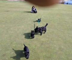 Pure bred Scottish terrier puppies - 5