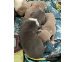 3 pit bull puppies need a home Immediately - 2