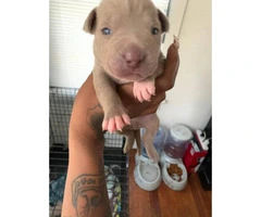 3 pit bull puppies need a home Immediately - 3