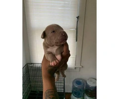 3 pit bull puppies need a home Immediately - 4