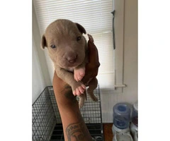 3 pit bull puppies need a home Immediately - 5