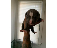 3 pit bull puppies need a home Immediately - 7