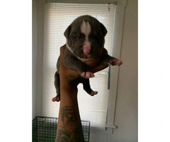 3 pit bull puppies need a home Immediately - 8
