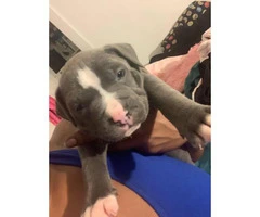 3 pit bull puppies need a home Immediately - 9