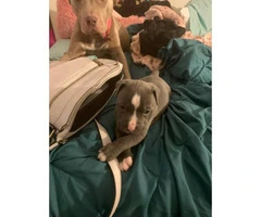 3 pit bull puppies need a home Immediately - 11