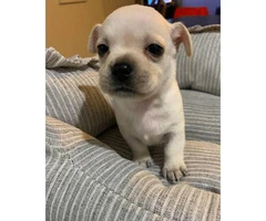 Apple Head Chihuahua Puppy for sale