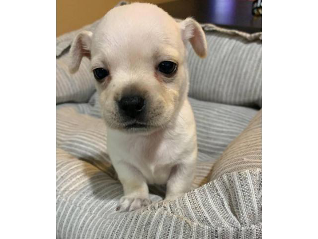 Apple Head Chihuahua Puppy for sale in Mililani, Hawaii