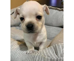 Apple Head Chihuahua Puppy for sale - 2