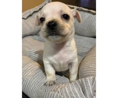 Apple Head Chihuahua Puppy for sale - 3