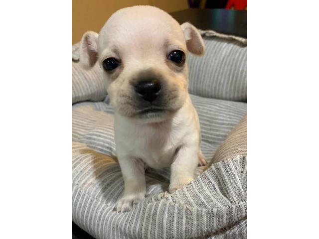 Apple Head Chihuahua Puppy for sale in Mililani, Hawaii