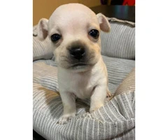 Apple Head Chihuahua Puppy for sale - 4