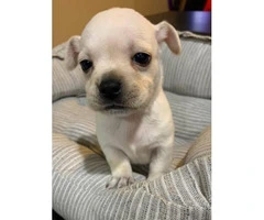 Apple Head Chihuahua Puppy for sale - 5