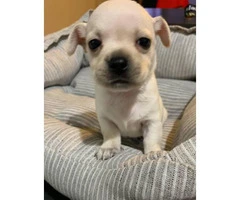 Apple Head Chihuahua Puppy for sale - 6