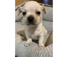 Apple Head Chihuahua Puppy for sale - 7