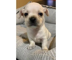Apple Head Chihuahua Puppy for sale - 8