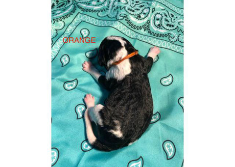 F1b Aussiedoodle babies for rehoming