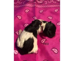 F1b Aussiedoodle babies for rehoming - 12