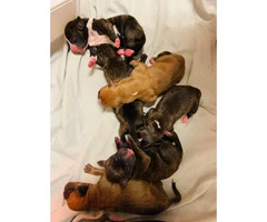 10 Boxer puppies up for sale