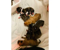 10 Boxer puppies up for sale - 5