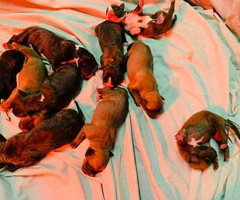 10 Boxer puppies up for sale - 6