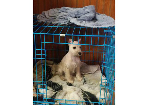 White Female Mini schnauzer puppy need a new home