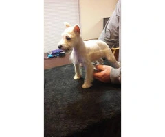 White Female Mini schnauzer puppy need a new home - 2