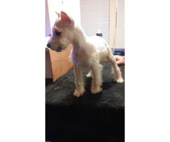 White Female Mini schnauzer puppy need a new home - 3