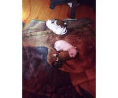 3 Shih-poo puppies ready just in time for Christmas - 5
