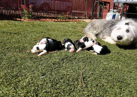 Full breed Old English Sheepdog puppies
