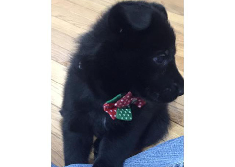 heathly germany shepherd puppies in Wickliffe KY