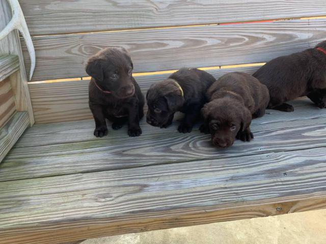 3 males and 4 females Chocolate Lab Puppies in Rosiclare ...