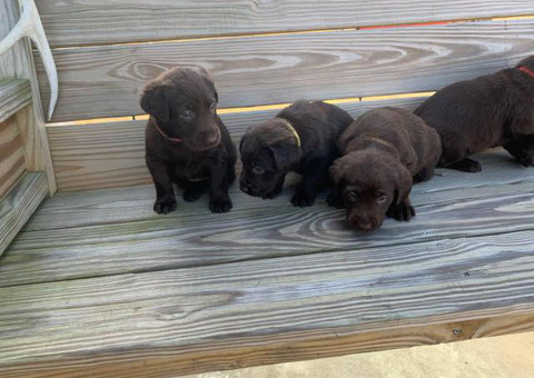 3 males and 4 females Chocolate Lab Puppies