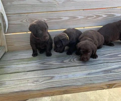 3 males and 4 females Chocolate Lab Puppies