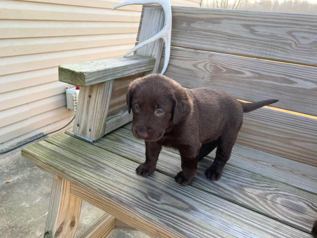 42 HQ Photos Grey Lab Puppies For Sale Texas - Ozzy the Labrador Retriever | Labrador retriever, Lab ...