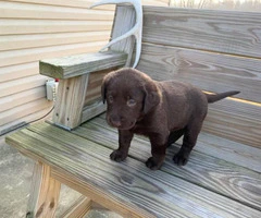 3 males and 4 females Chocolate Lab Puppies - 2