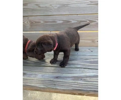 3 males and 4 females Chocolate Lab Puppies - 3