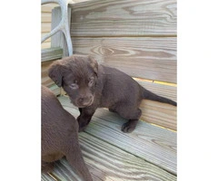 3 males and 4 females Chocolate Lab Puppies - 5