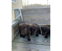 3 males and 4 females Chocolate Lab Puppies - 6